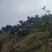 爱媛橙