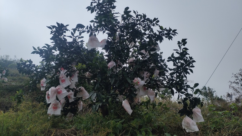 爱媛橙