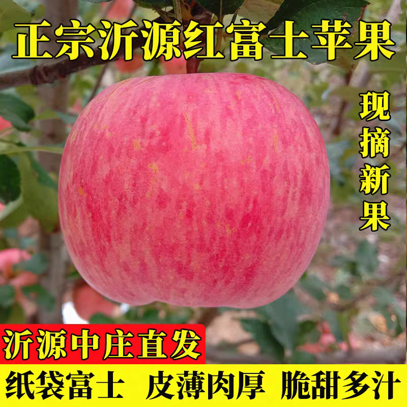 【山东苹果】红富士苹果/临沂苹果/产地货源/全国供应