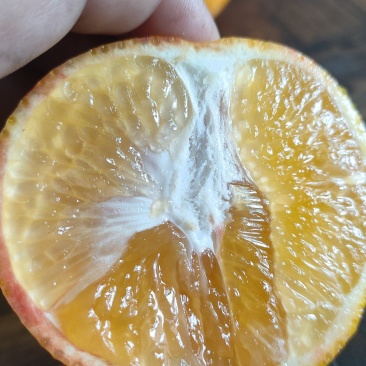 爱媛橙