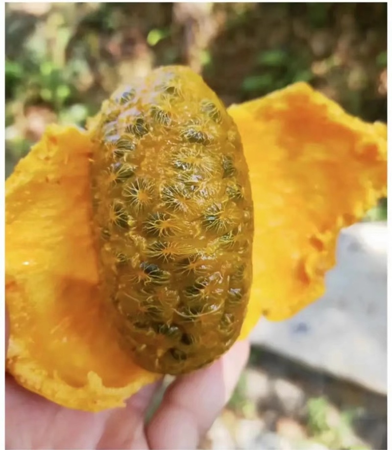 九月黄拿藤包牛卵坨，野果