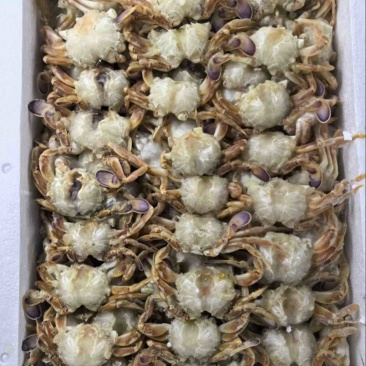 沙蟹排