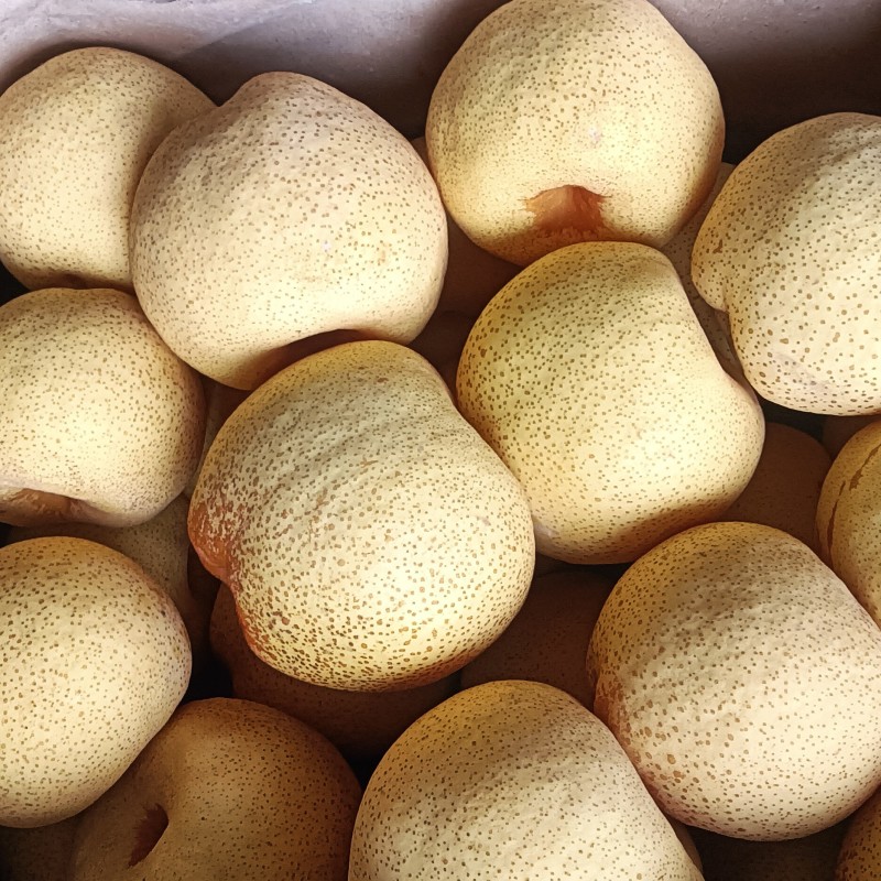 酥梨砀山酥梨精品300克一400克单果