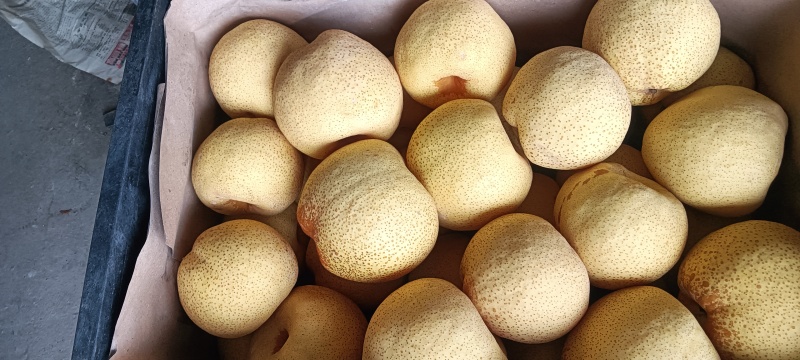 酥梨砀山酥梨精品300克一400克单果
