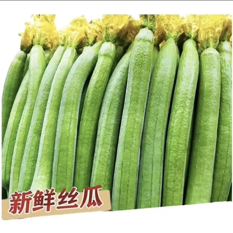 精品丝瓜，货源充足，产地直发，诚信经营，欢迎客商来电