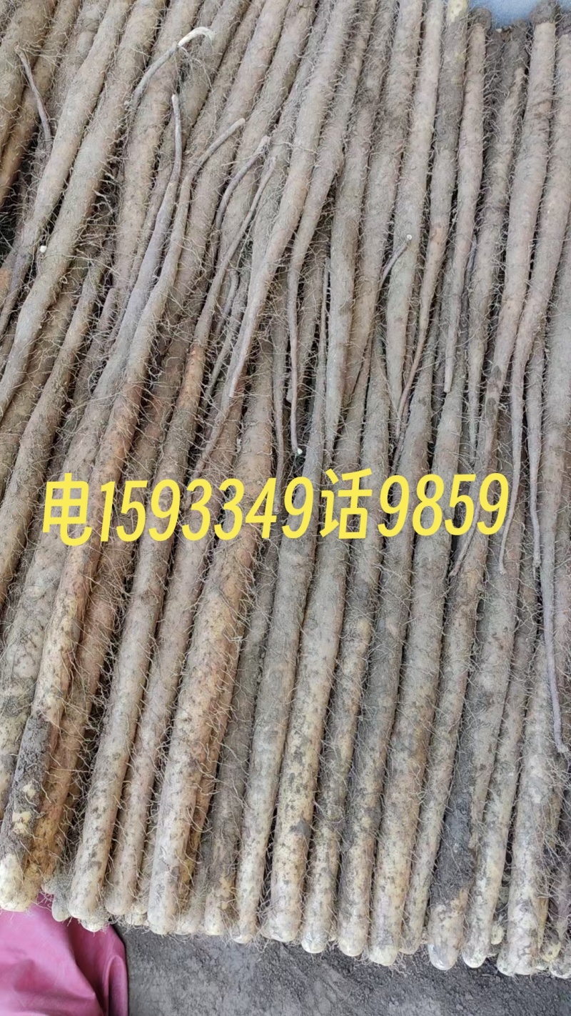 麻山药棒山药，条形顺溜有粗度，圆滚，各种规格都有现货！