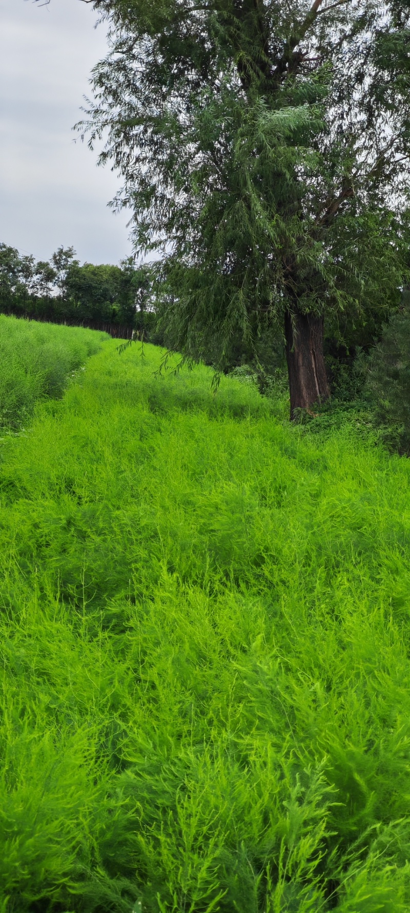 山西吕梁芦笋苗，苗圃基地直发现挖现发，抗病毒