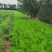 山西吕梁芦笋苗，苗圃基地直发现挖现发，抗病毒