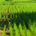 山西吕梁芦笋苗，苗圃基地直发现挖现发，抗病毒