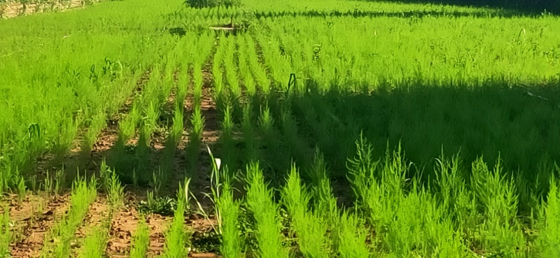 山西吕梁芦笋苗，苗圃基地直发现挖现发，抗病毒