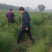 山西吕梁芦笋苗，苗圃基地直发现挖现发，抗病毒