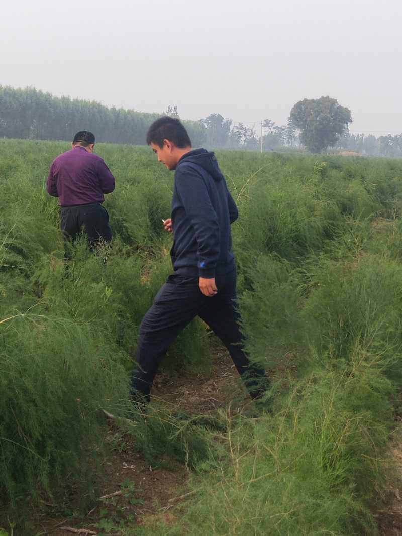 山西吕梁芦笋苗，苗圃基地直发现挖现发，抗病毒