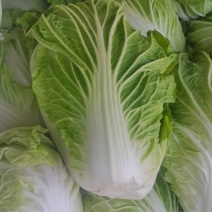 新乡小包，夏阳白菜！品像好紧实