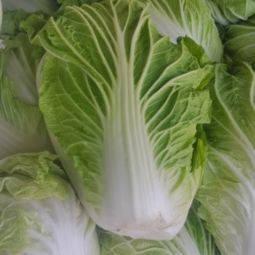 新乡小包，夏阳白菜！品像好紧实