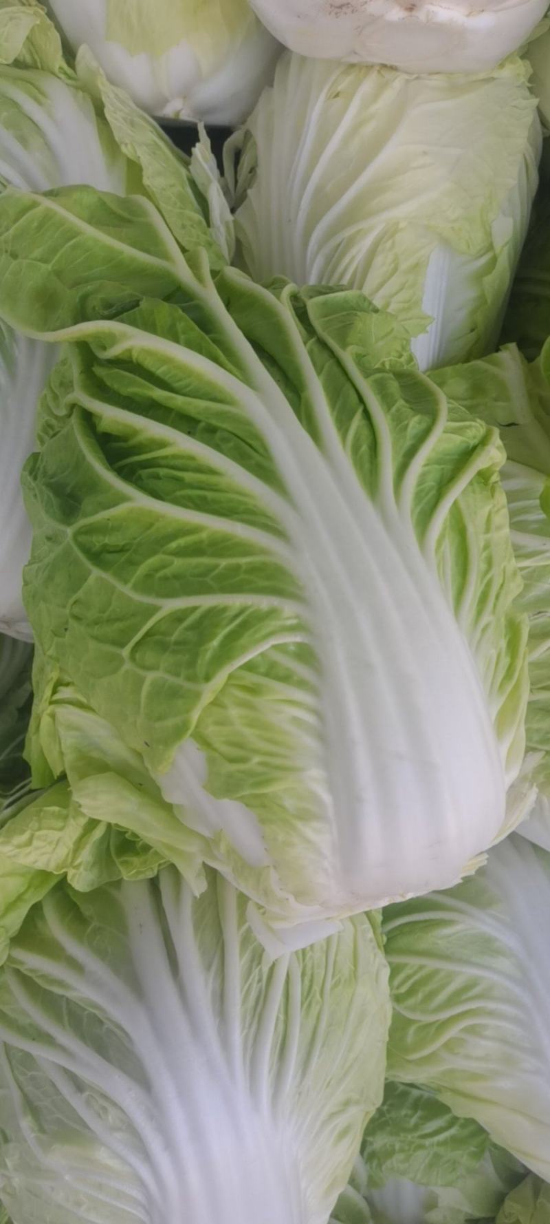新乡小包，夏阳白菜！品像好紧实