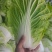新乡小包，夏阳白菜！品像好紧实