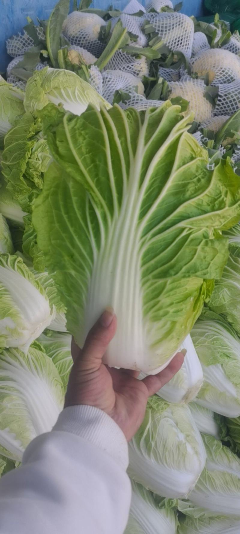 新乡小包，夏阳白菜！品像好紧实