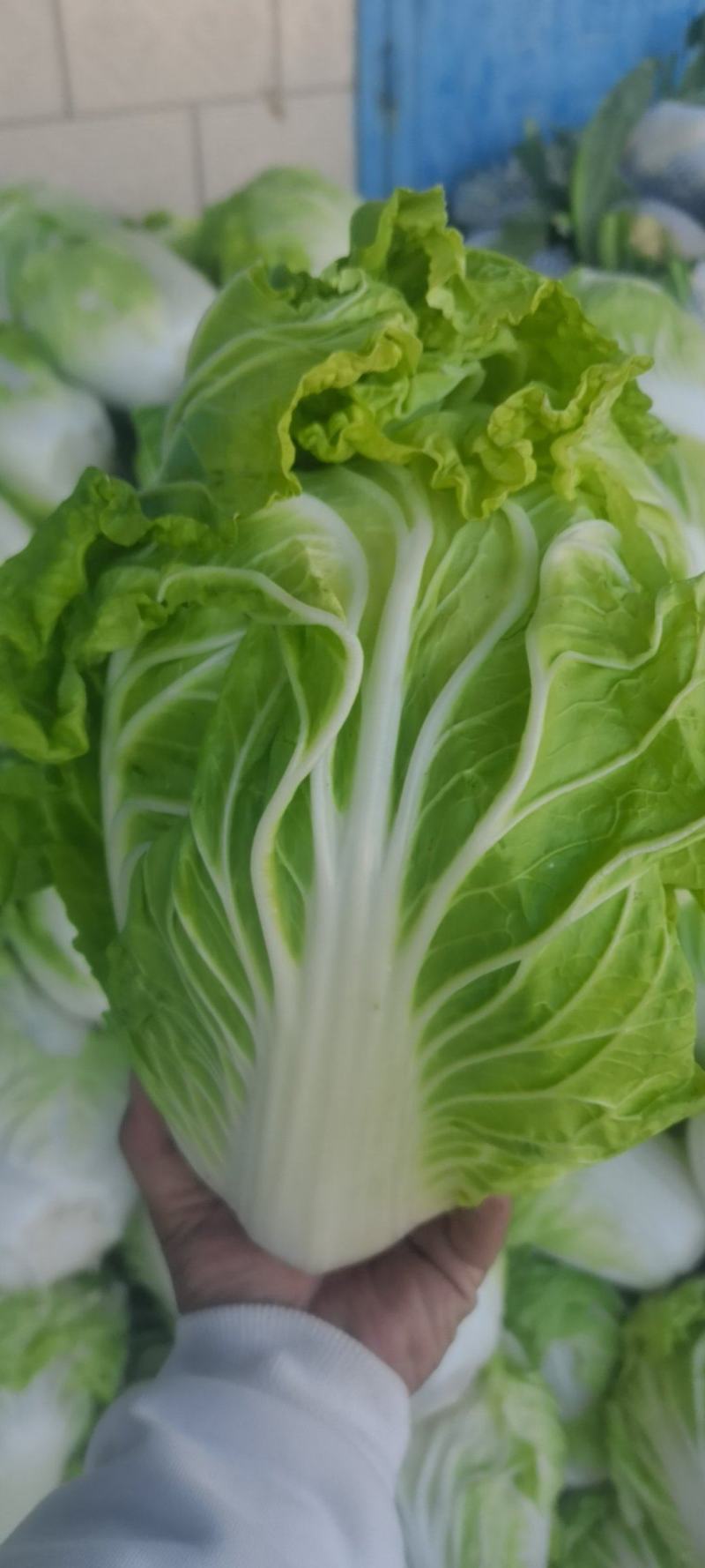 新乡小包，夏阳白菜！品像好紧实