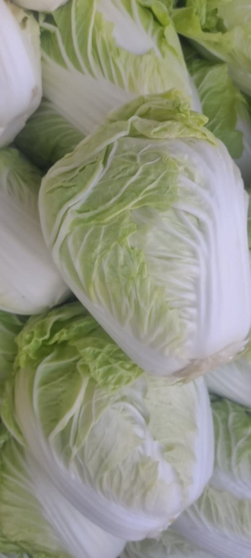 新乡小包，夏阳白菜！品像好紧实