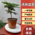 虎刺盆景大量供应规格齐全大中小均有供应