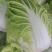 新乡小包，夏阳白菜！品像好紧实