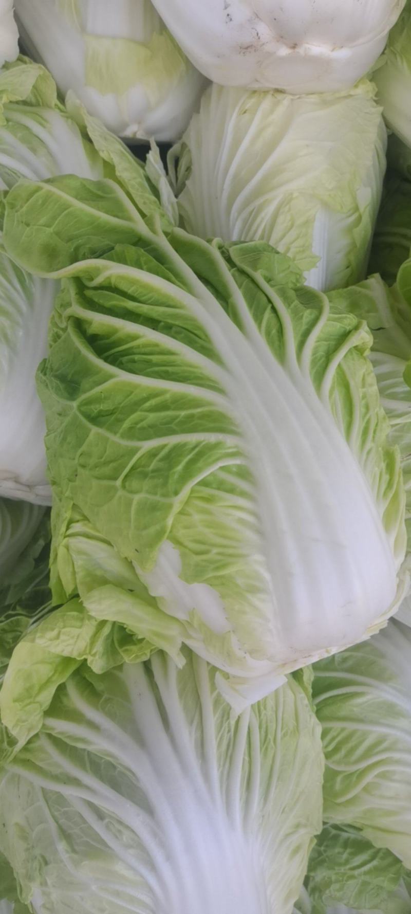 新乡小包，夏阳白菜！品像好紧实