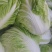 新乡小包，夏阳白菜！品像好紧实