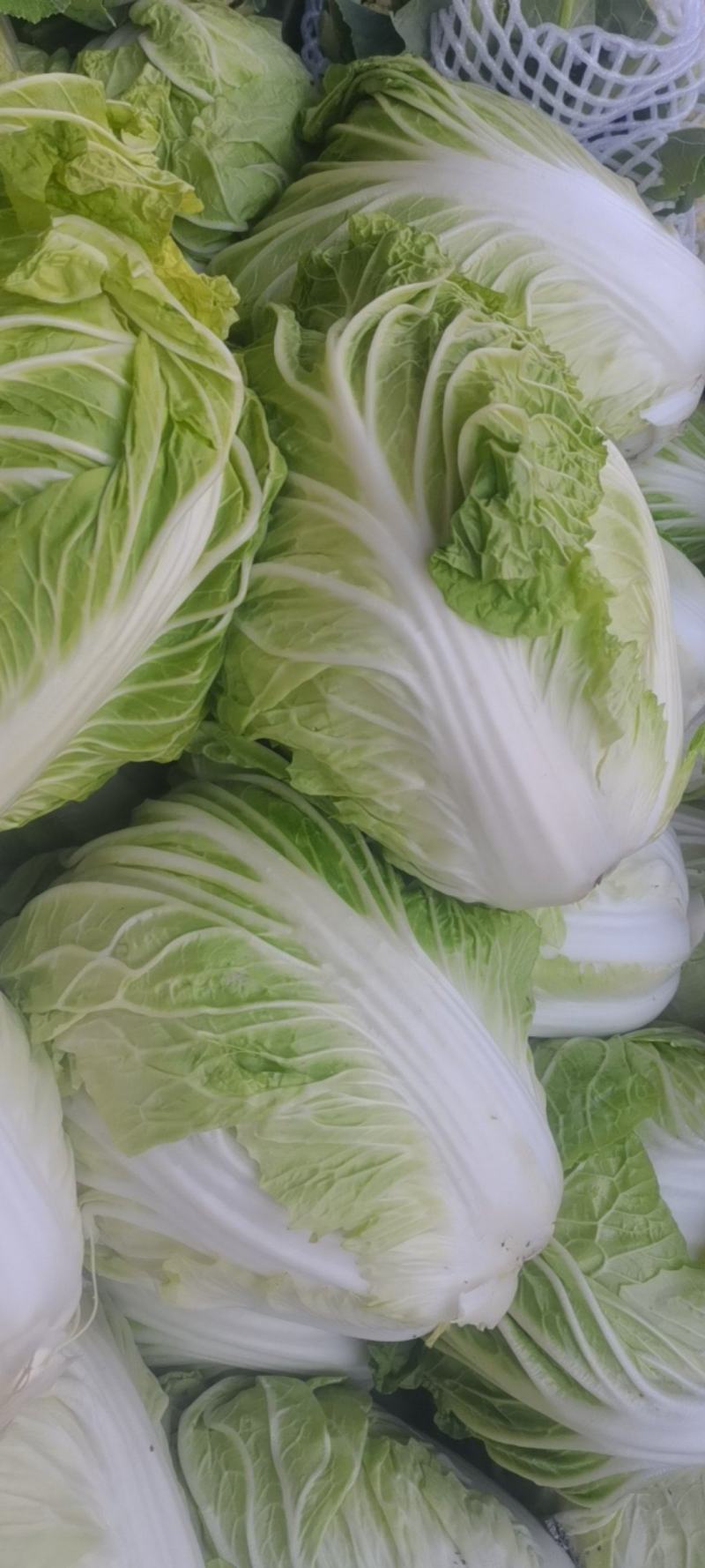 新乡小包，夏阳白菜！品像好紧实