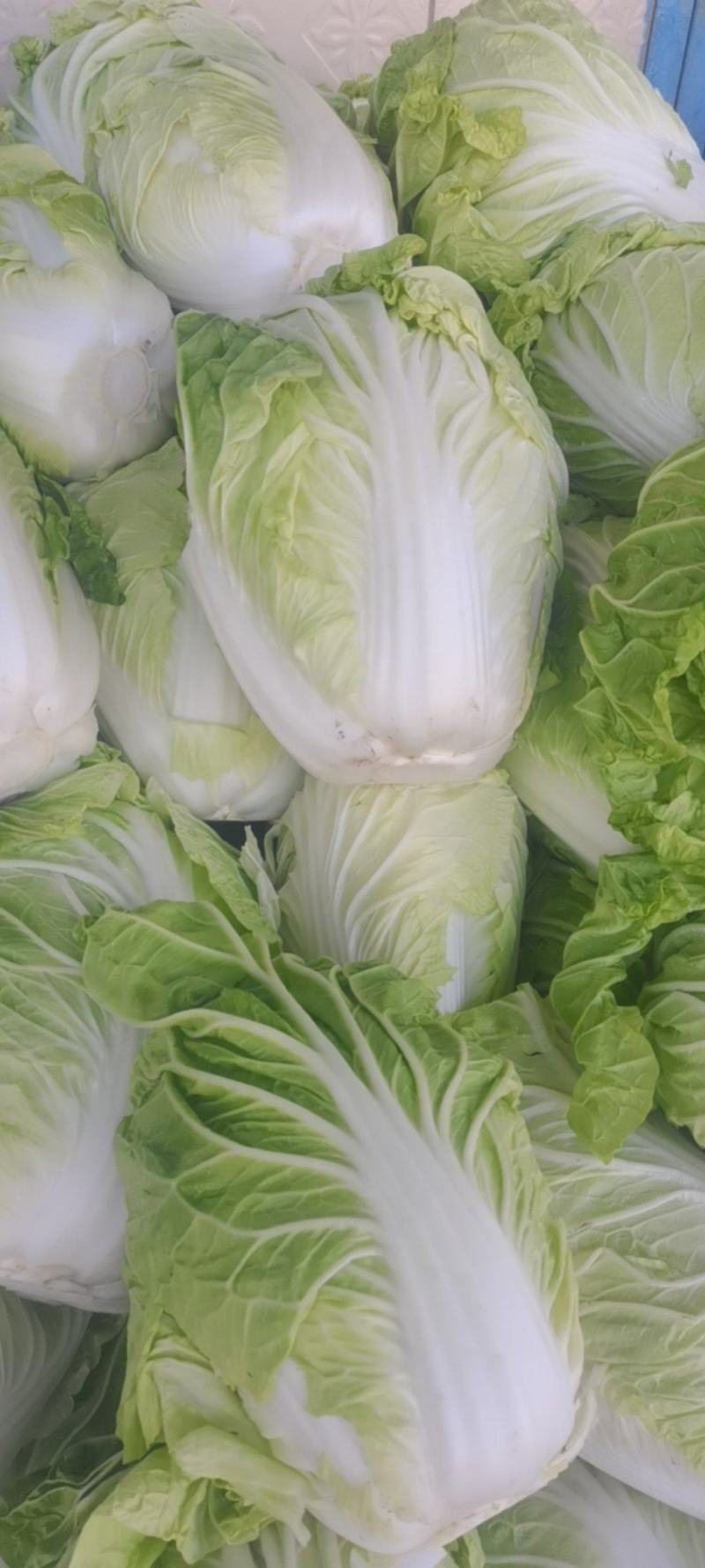 新乡小包，夏阳白菜！品像好紧实
