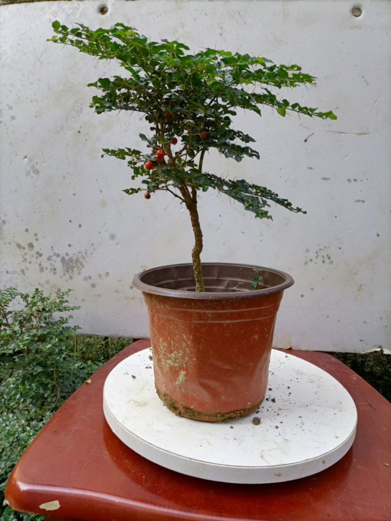 虎刺盆景大量供应规格齐全大中小均有供应