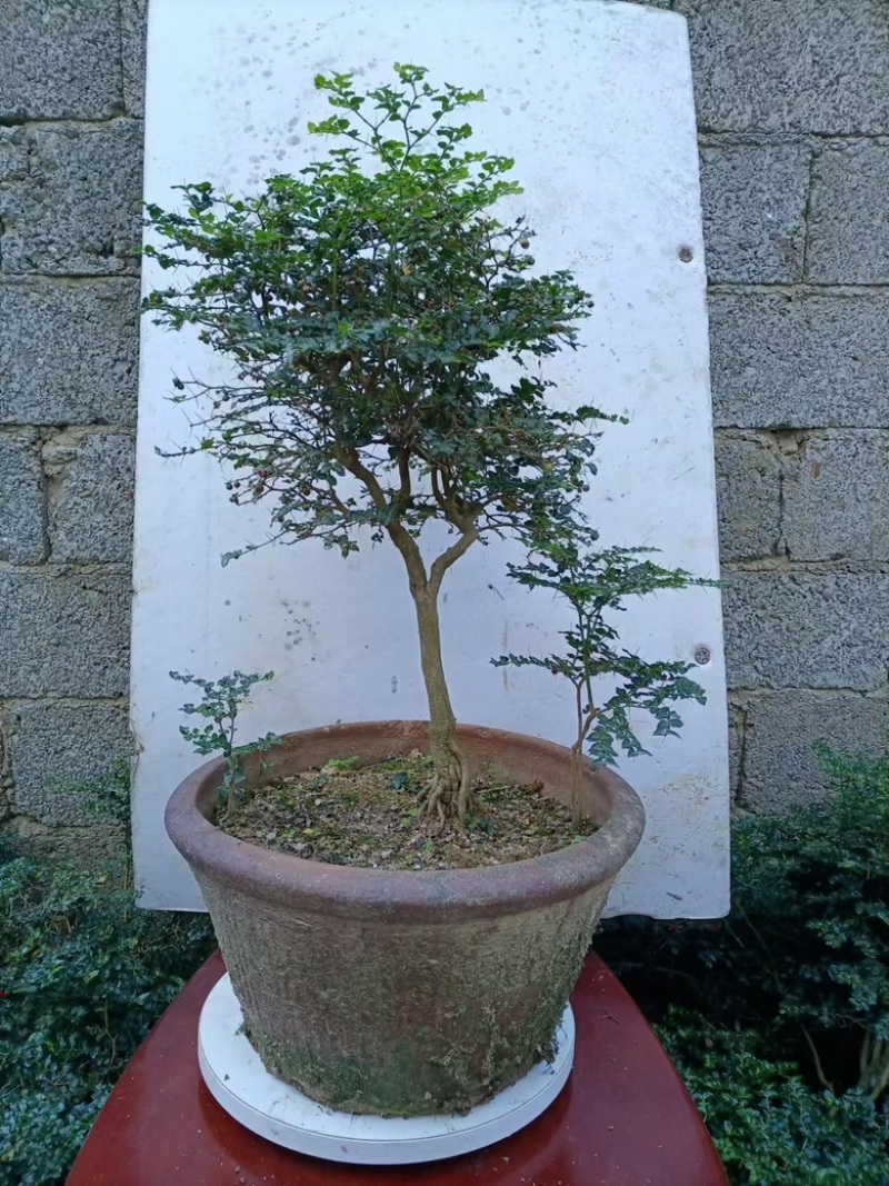 虎刺盆景大量供应规格齐全大中小均有供应