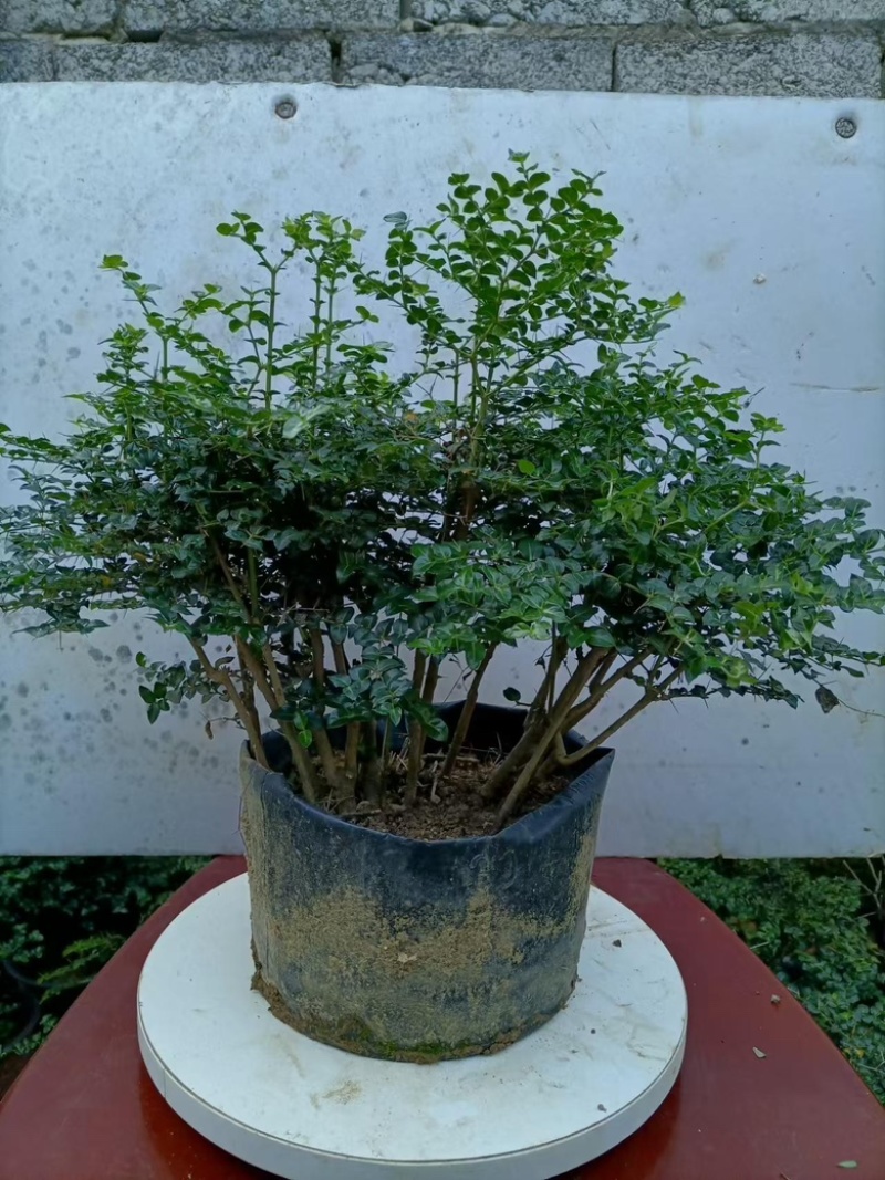 虎刺盆景大量供应规格齐全大中小均有供应