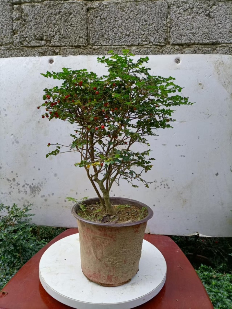 虎刺盆景大量供应规格齐全大中小均有供应