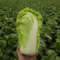 吉林精品杠菜.标准市场菜质量好，冬储菜，商超电商好货