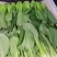 西安市青菜青梗菜油菜大量上市量大质优可视频看货