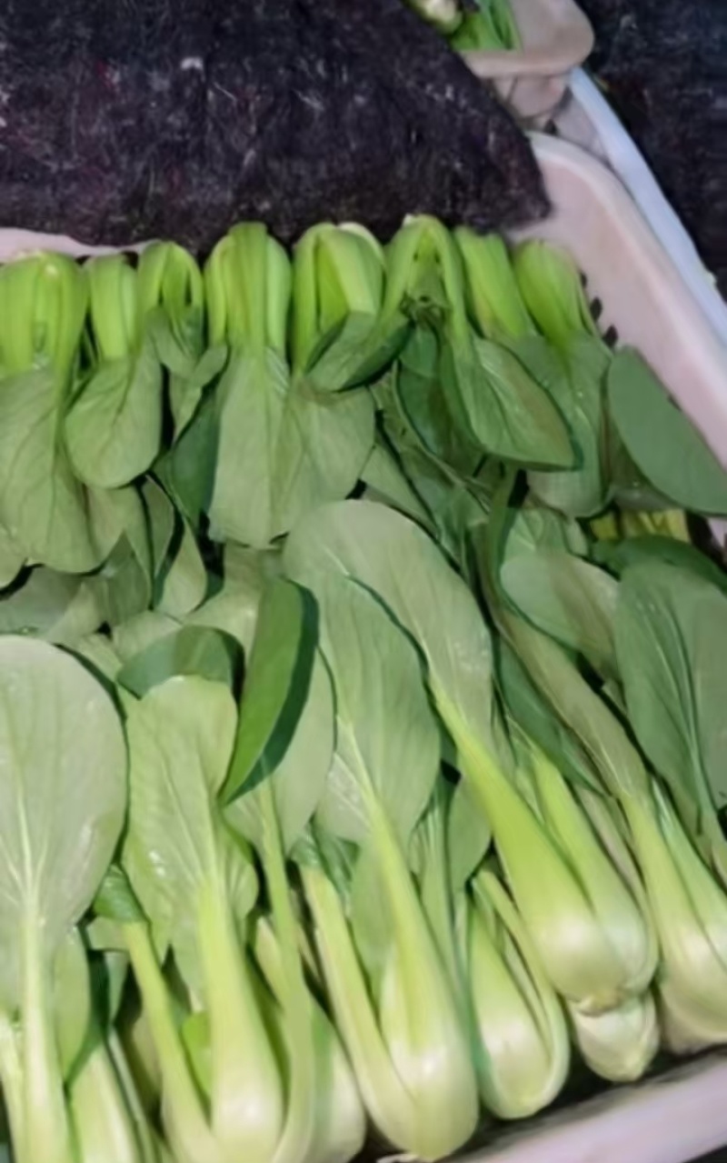 西安市青菜青梗菜油菜大量上市量大质优可视频看货