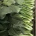 西安市青菜青梗菜油菜大量上市量大质优可视频看货