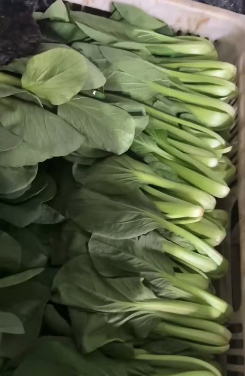 西安市青菜青梗菜油菜大量上市量大质优可视频看货