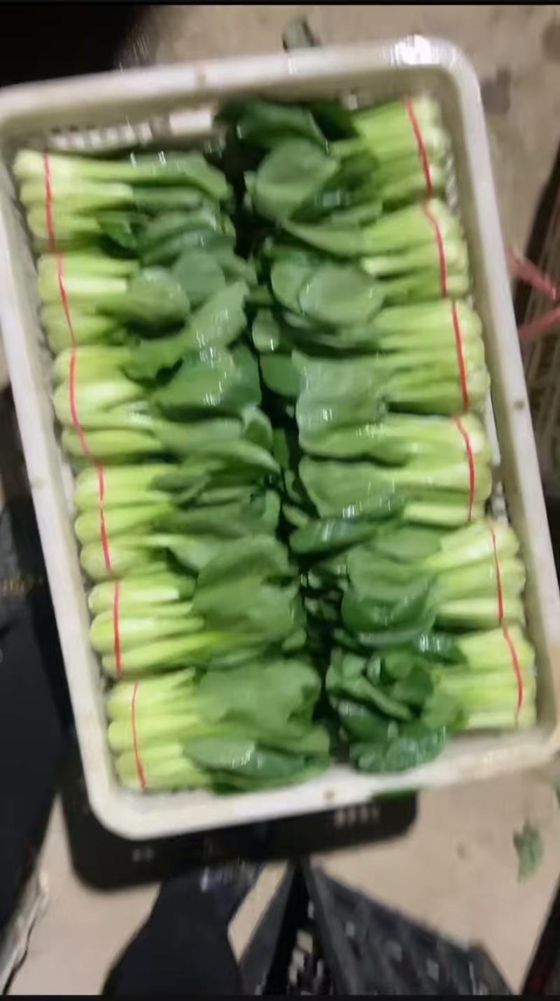 西安市青菜青梗菜油菜大量上市量大质优可视频看货
