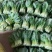 西安市青菜青梗菜油菜大量上市量大质优可视频看货