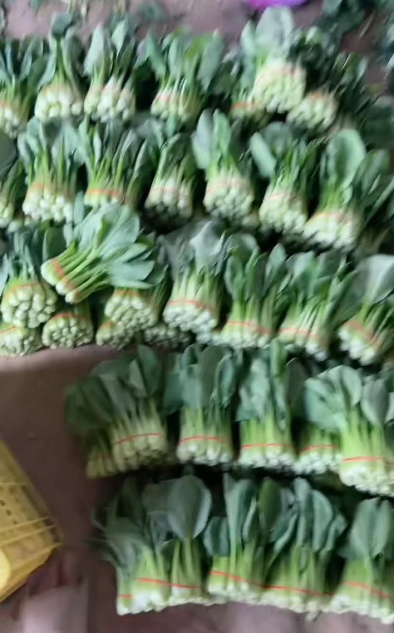 西安市青菜青梗菜油菜大量上市量大质优可视频看货