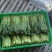 西安市青菜青梗菜油菜大量上市量大质优可视频看货