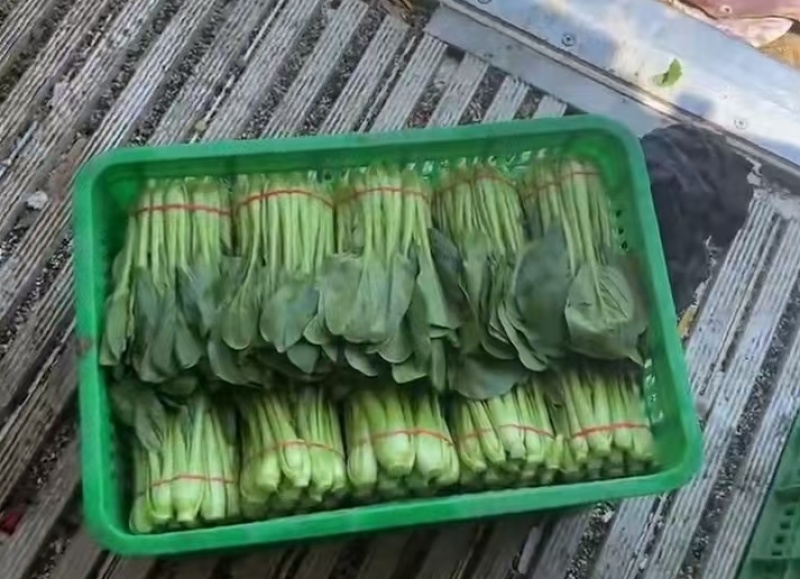 西安市青菜青梗菜油菜大量上市量大质优可视频看货