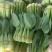 西安市青菜青梗菜油菜大量上市量大质优可视频看货