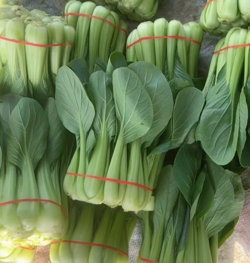 西安市青菜青梗菜油菜大量上市量大质优可视频看货