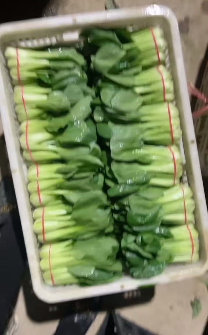 西安市青菜青梗菜油菜大量上市量大质优可视频看货