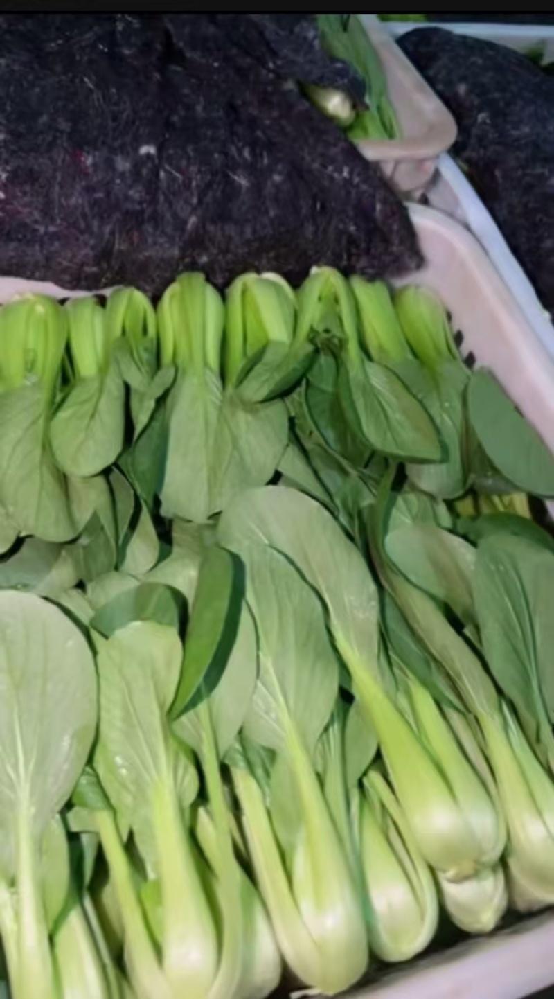 西安市青菜青梗菜油菜大量上市量大质优可视频看货
