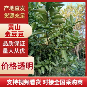 【黄山】优选金豆豆保质保量成活率高视频看货