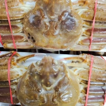活冻松叶蟹（板蟹）高品质，肉质蒸出来跟活一样