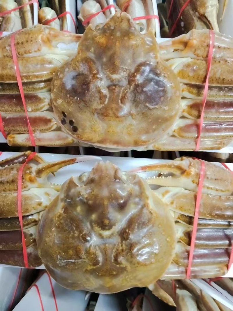 活冻松叶蟹（板蟹）高品质，肉质蒸出来跟活一样